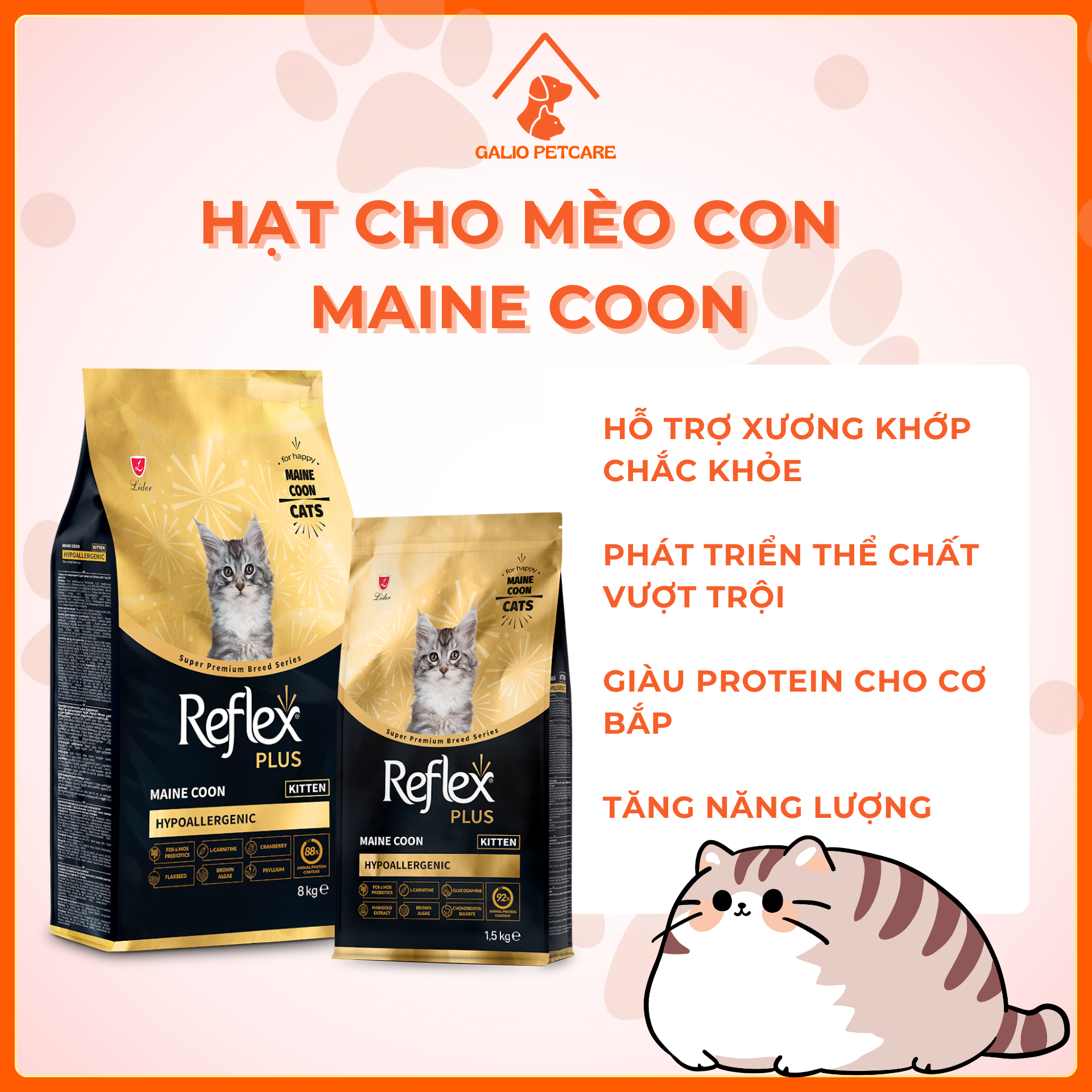 maine coon