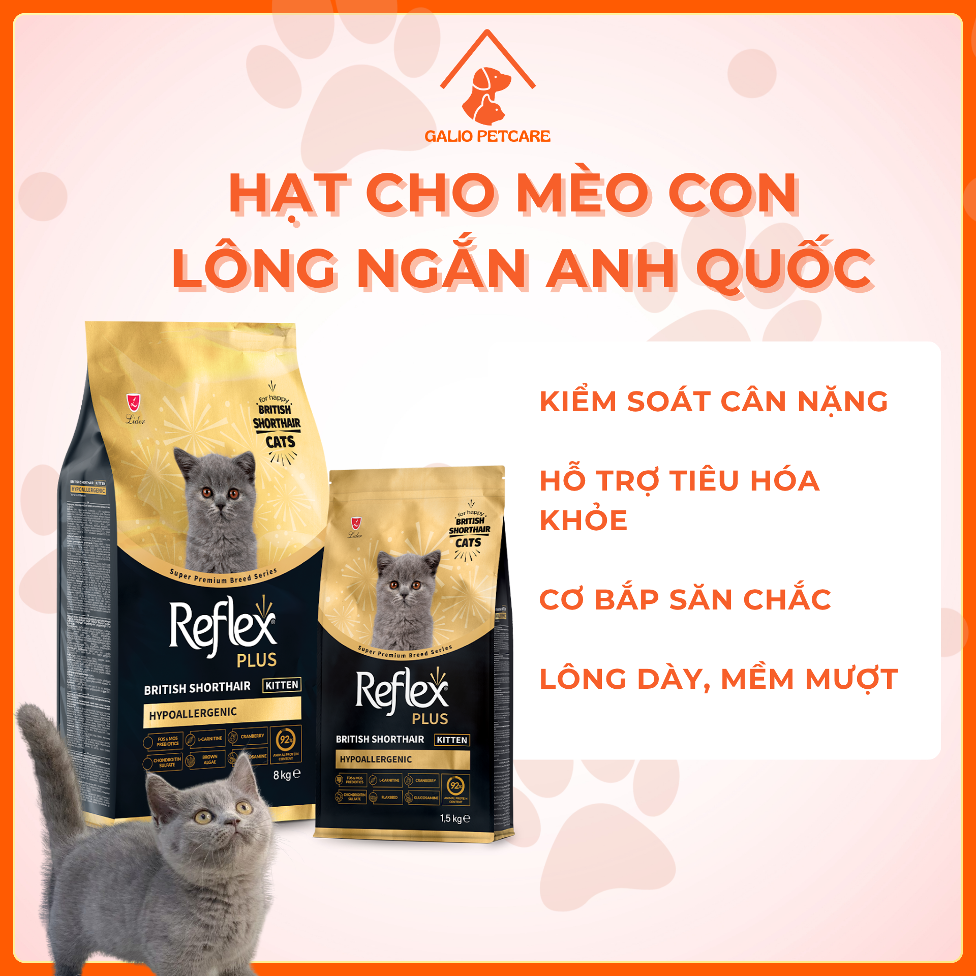 mèo anh lông ngắn